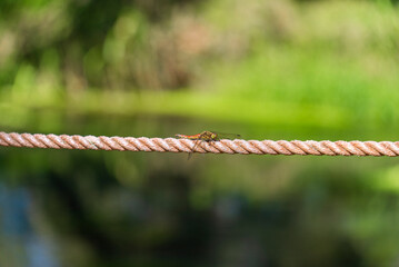 夕日に照らされるアカトンボ