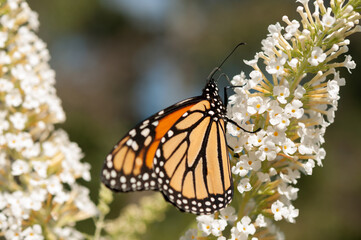 Danaus plexippus and white buddleja flowers
