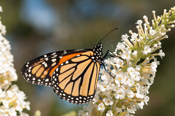 Obraz premium Danaus plexippus in the sun 