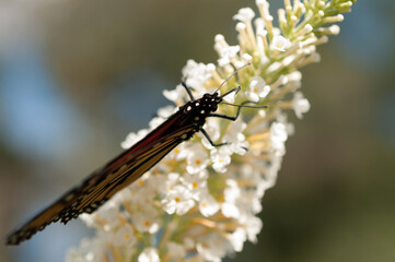 Danaus plexippus viewed from top (on buddleja blossom)