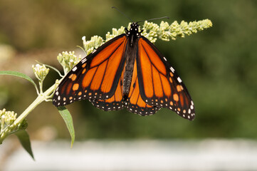 Danaus plexippus