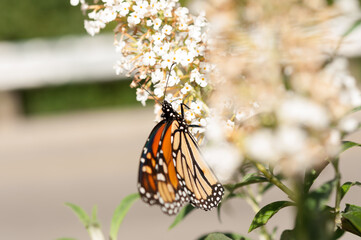 Danaus plexippus climbs a long buddleja blossom in search of nectar
