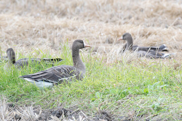 White-fronted goose on rice field