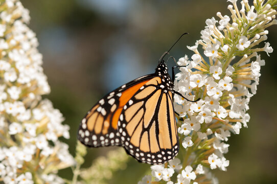 Danaus plexippus and white buddleja flowers