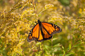Danaus plexippus on fading goldenrod wildflowers