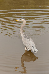 great blue heron in murky park pond water