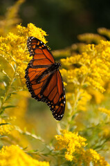 Danaus plexippus on yellow wildflowers