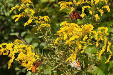 multiple Danaus plexippus on wildflowers in the park