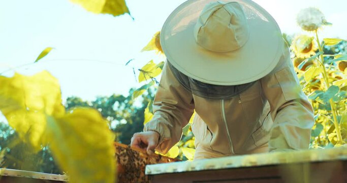 Slow motiong person in beekeeper suit and protective mask taking wooden frame full of bees and honey from beehive looking coolecting honey process in apriary countryside.Bees colony natural products.