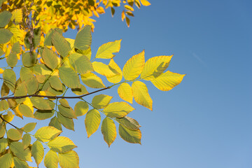blue sky and tree branch with compound leaves in autumn