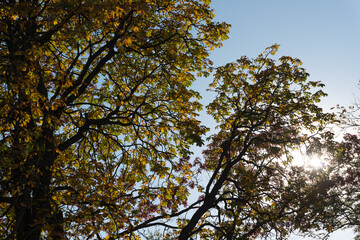 branches against blue sky with setting sun in autumn