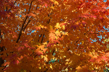 autumn maple leaves