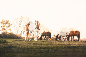Obraz premium Horses in the Golden Glow