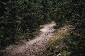 Fototapeta na wymiar A Pathway Through the Woods