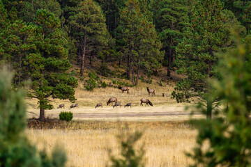 Herd of Elk Grazing