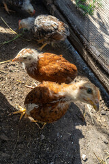 chickens in the coop. Home farm in the village.