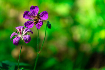 Iberian Geranium. bee pollinates a forest flower.