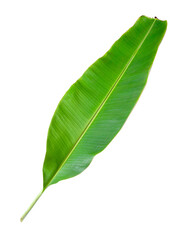 banana leaves isolated