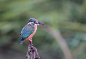 The common kingfisher (Alcedo atthis), also known as the Eurasian kingfisher and river kingfisher.