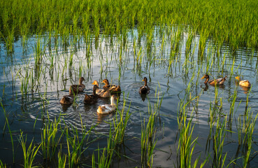 Group of ducks swimming in a land of crops which is filled with rain water 