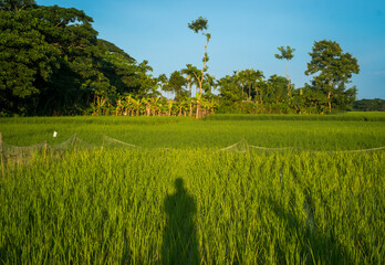 Shadow of a man standing near a green rice field 