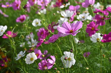 秋空の下の日本のコスモスの花（大船フラワーセンター）