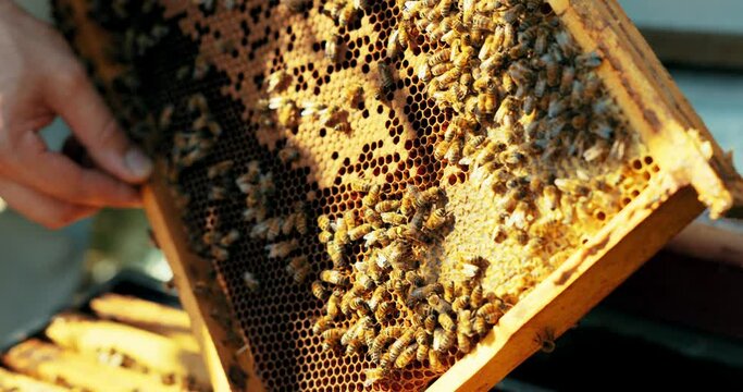 Close up shot selective focus ob honeycomb wooden frame full of bees honey collecting process. Apriculture sericulture concept .