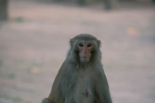 Portrait of adorable fluffy monkey in the blurred background