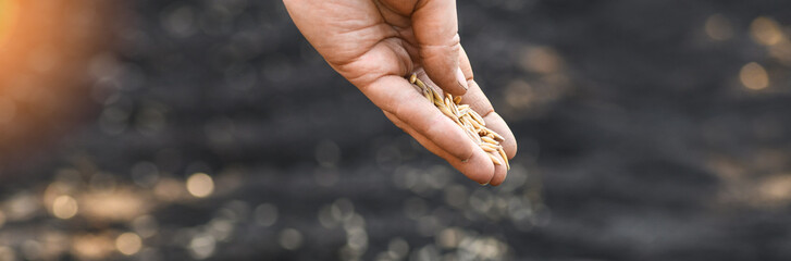 Close-up woman's hand planting winter oats in the field. Planting winter crops. World hunger concept. Banner