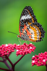 One butterfly perched on red flower pollen with blurred green background. Nature and wildlife concept.