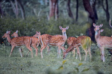 deer in the forest