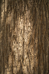 Wood bark with morning sunlight