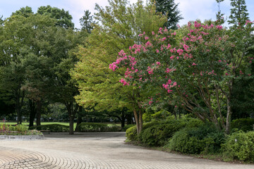 Obraz premium 夏の雲公園（東京都練馬区光が丘）