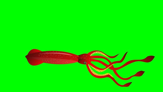 Cartoon Squid 2D Animation Loop on Green Screen | Cute Sea Creature