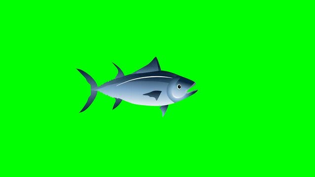 Cartoon Tuna fish swimming loop 2d animation green screen