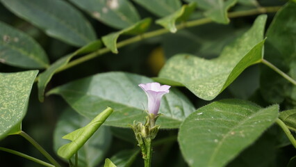 Ipomoea triloba also known as Little bell, Three lobed morning glory, Campanilla morada, Beech Fern, Krugs white, Trilobed etc
