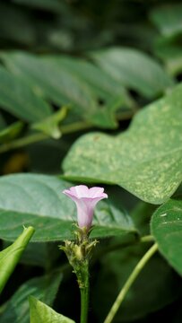 Ipomoea triloba also known as Little bell, Three lobed morning glory, Campanilla morada, Beech Fern, Krugs white, Trilobed etc.