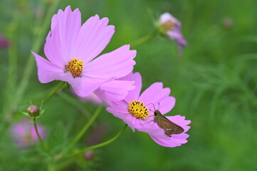 コスモスの花の蜜を吸うセセリチョウ