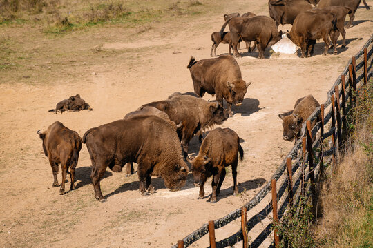 Bisons in reservation feeding