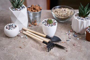 Cactus Plant with roots ready for planting into White plastic Pot