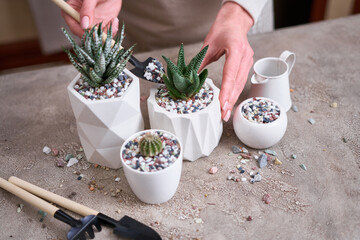 Woman planting Succulent haworthia Plant into White ceramic Pot