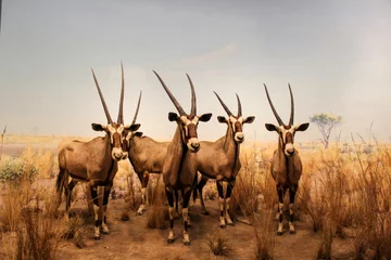 Foto auf Alu-Dibond Antilope in der Savanne © Willys