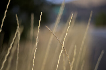 Wheat