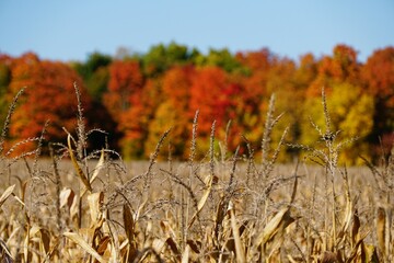 The dried corn stalks with the background of fall foliage near Cayuga Lake, New York, U.S.A