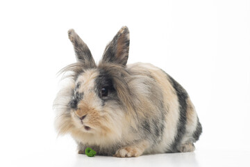 Löwenkopf kaninchen