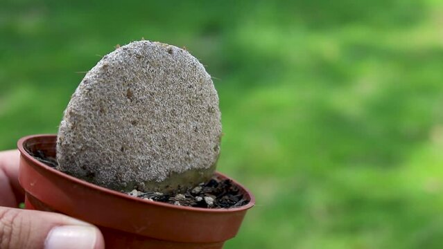 The scale insects on opuntia santa-rita cactus