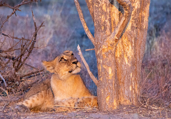 Fototapeta na wymiar A young African lion looks at scratch marks on a thorn tree made by him and his siblings to sharpen their nails for hunting