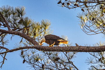 Bald Eagle Preening After a Meal