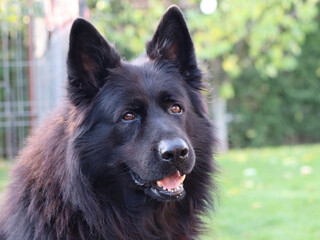 Rock is more than just a German Shepherd, he is a loyal companion and a faithful friend and his regal posture and proud gaze command attention, showcasing the strength and grace that embody the breed.