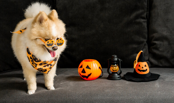 Lovely pomeranian dog with halloween pumpkin and witch hat on the dark sofa